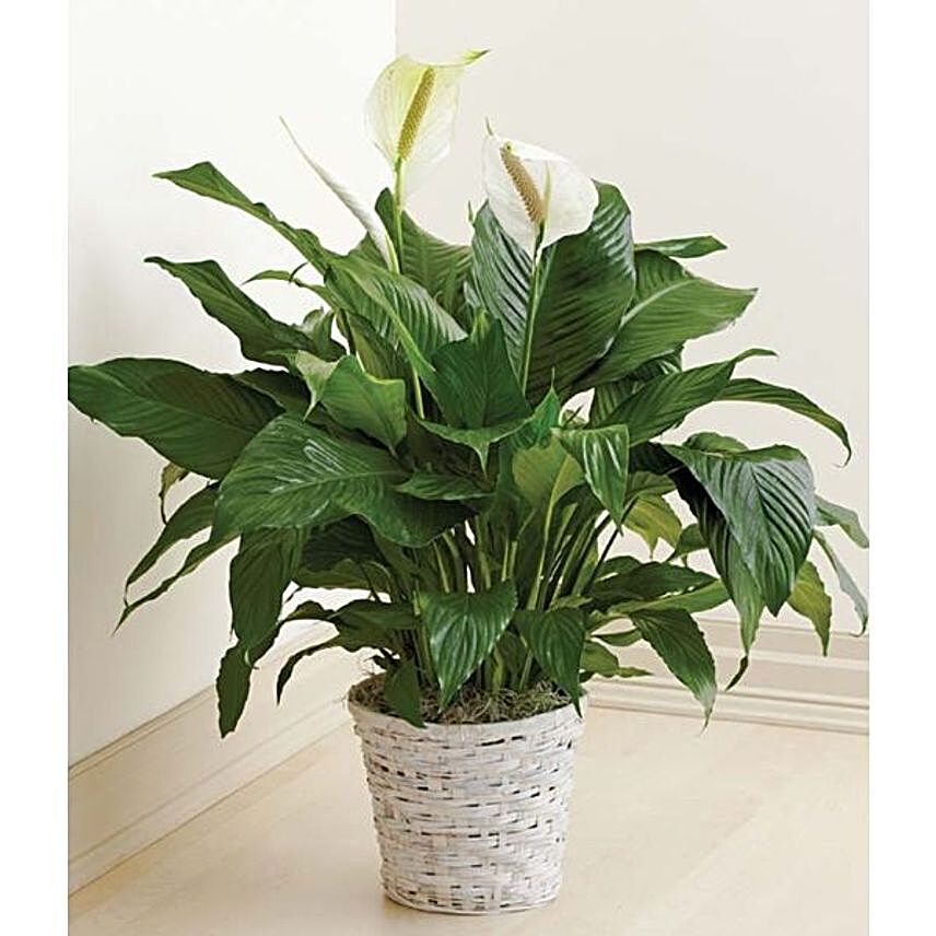 Peace Lily Plant In Woven Basket