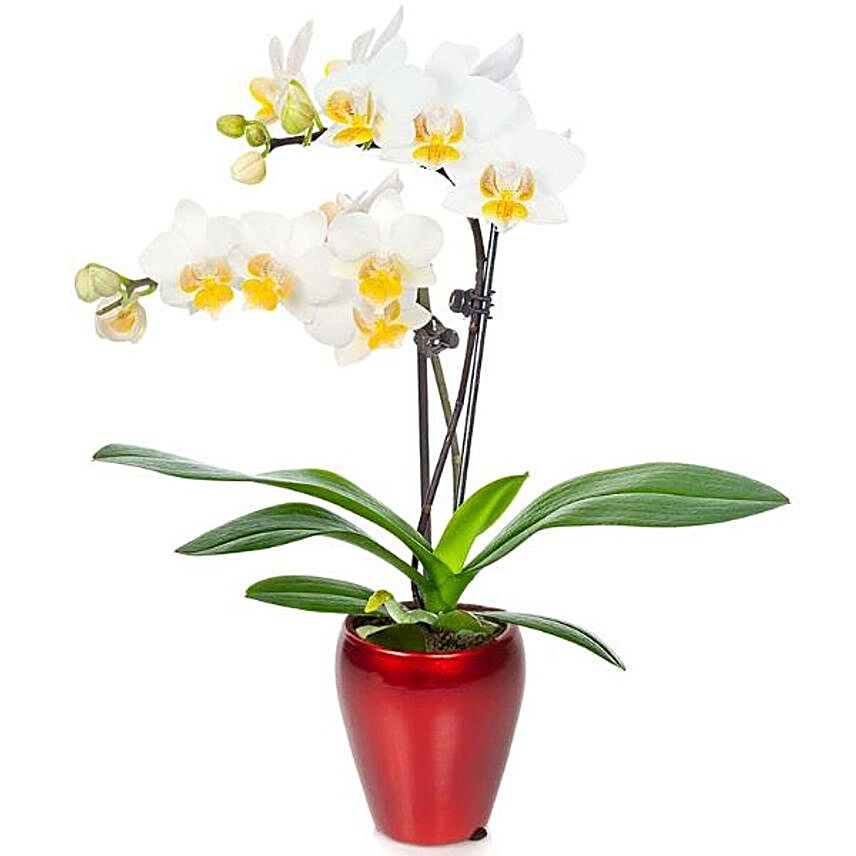 Soothing White Orchid Plant In Red Planter