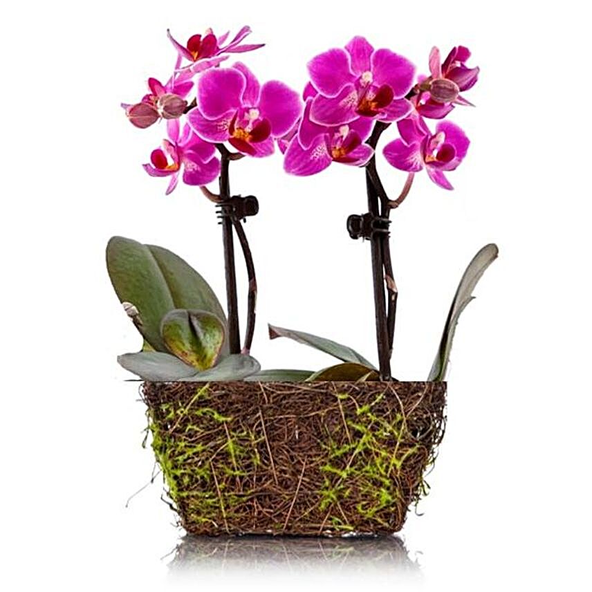 Wood Twig Mini Duo Orchid:Send Orchid Flowers to USA