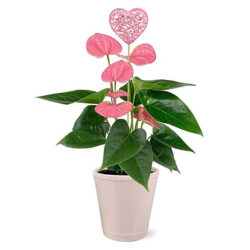 Pink Anthurium Plant White Ceramic Pot:Send Propose Day Gifts to USA