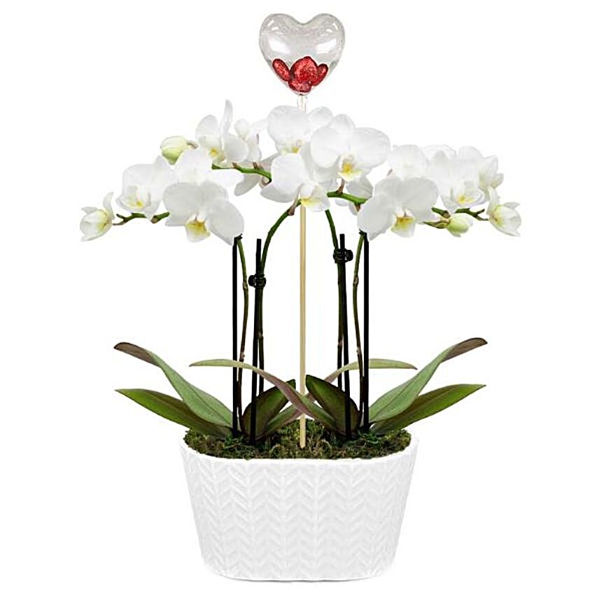 Transparent Love Orchid Duo