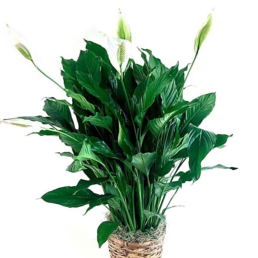 Green Plant In Wicker Basket