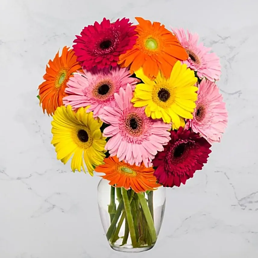 Stunning Gerbera Daisies 10 Stems