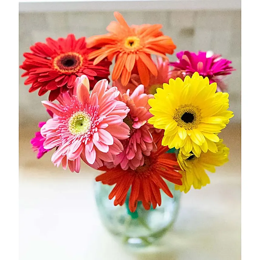 Stunning Gerbera Daisies 10 Stems