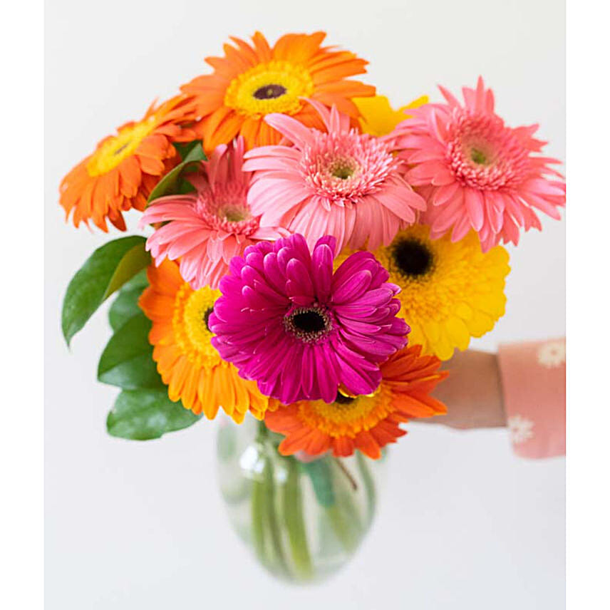 Stunning Gerbera Daisies 10 Stems