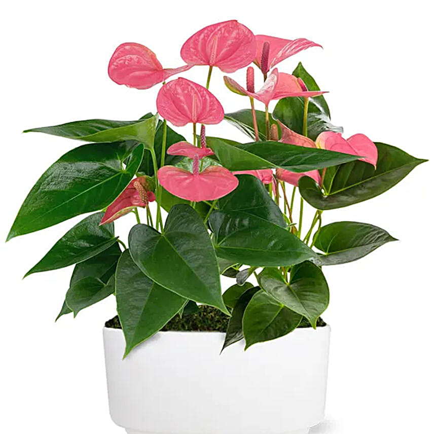 Precious Pink Potted Anthurium