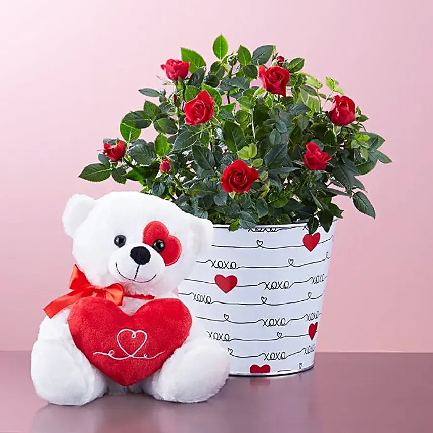 Heartfelt Love Rose Plant With Teddy
