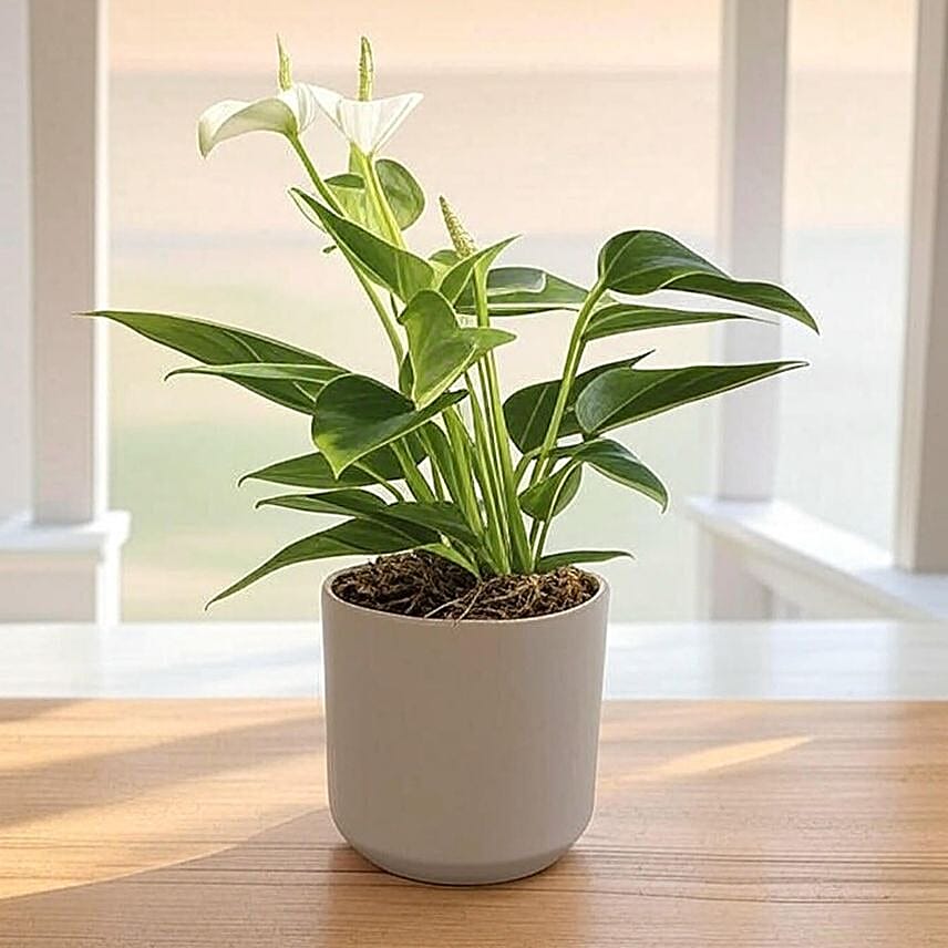 Anthurium White in Chic Grey Pot