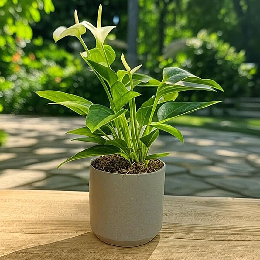 Anthurium White in Chic Grey Pot
