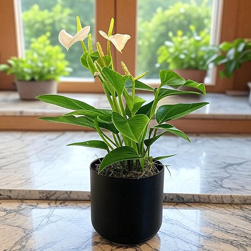 Anthurium White in Chic Grey Pot