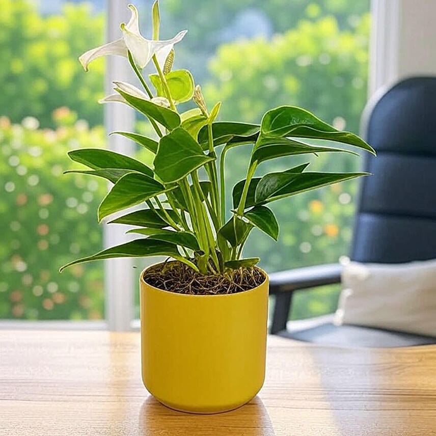 Anthurium White in Chic Ochre Pot