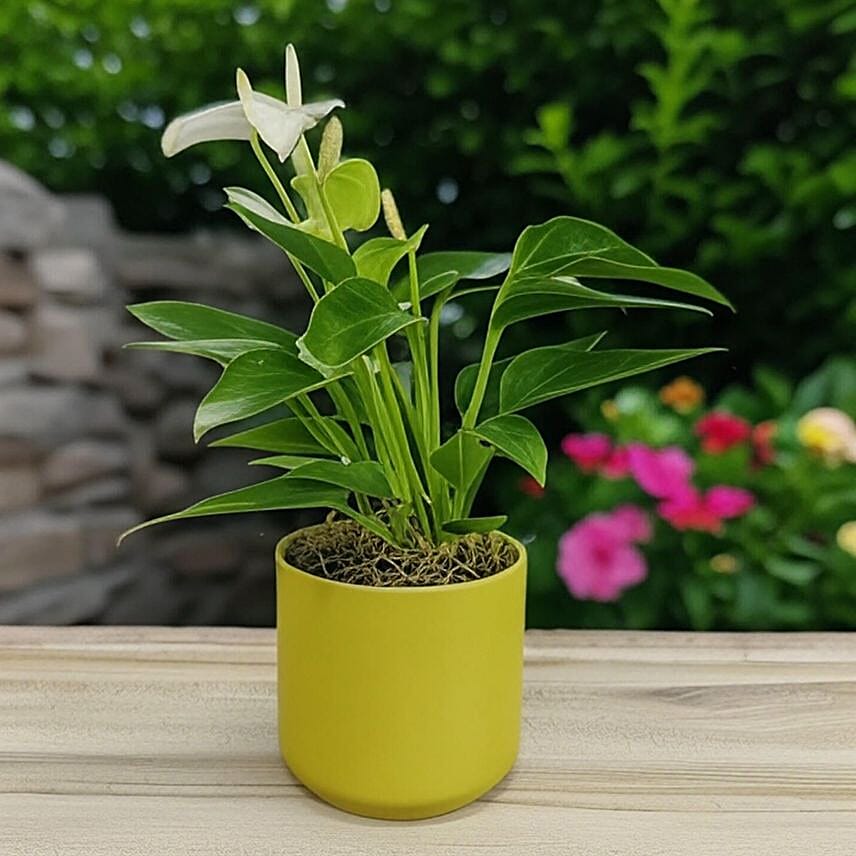 Anthurium White in Chic Ochre Pot