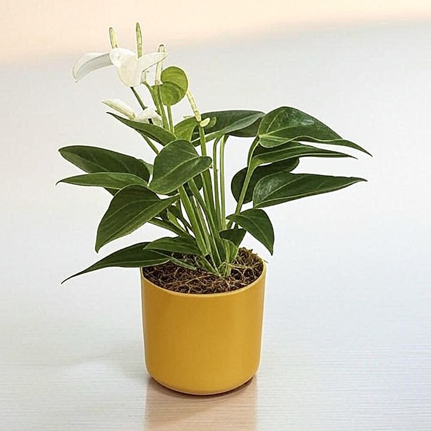 Anthurium White in Chic Ochre Pot