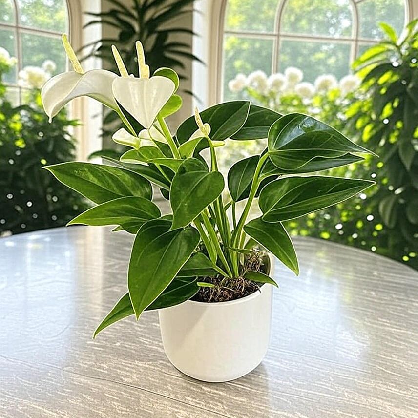 Anthurium White in Chic White Pot