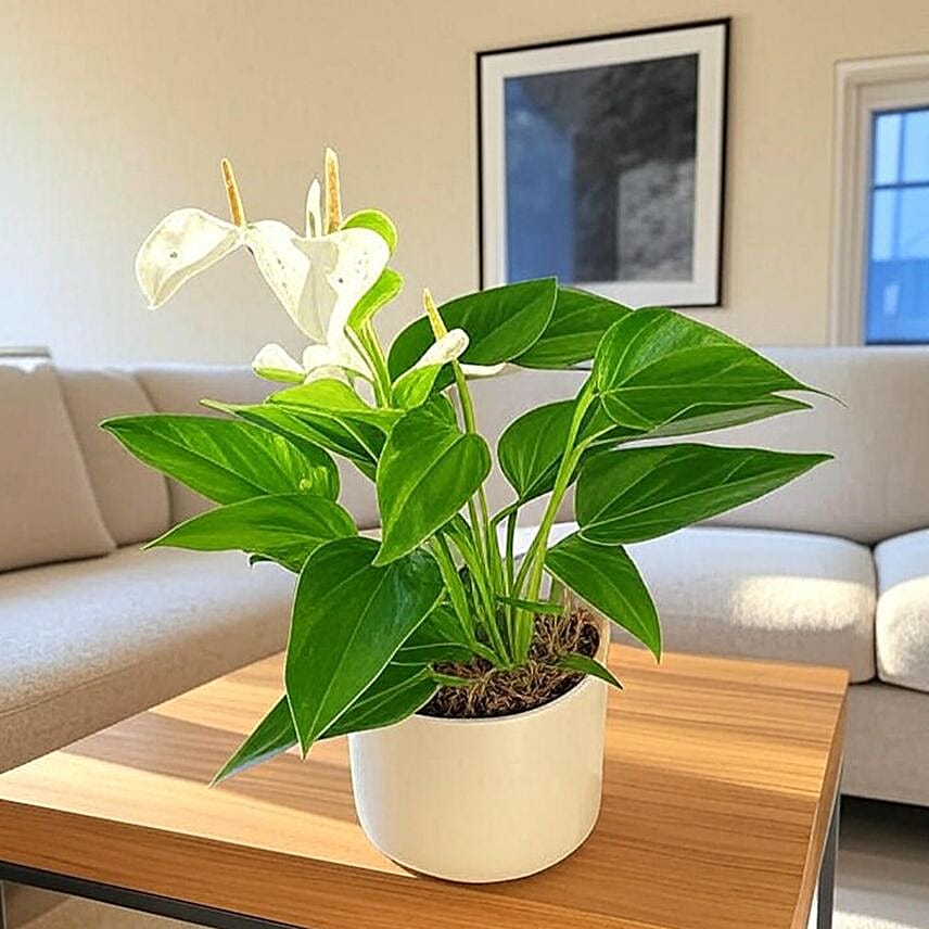 Anthurium White in Chic White Pot