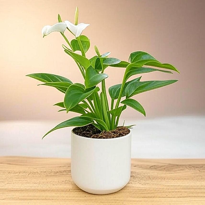 Anthurium White in Chic White Pot