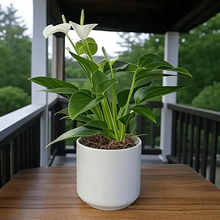 Anthurium White in Chic White Pot