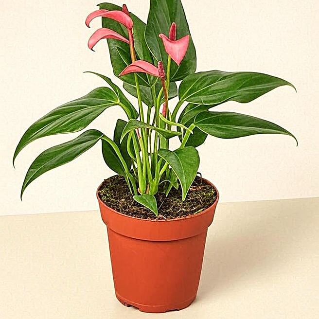 Purple Passion Anthurium Gift Plant usa | Gift Purple Passion