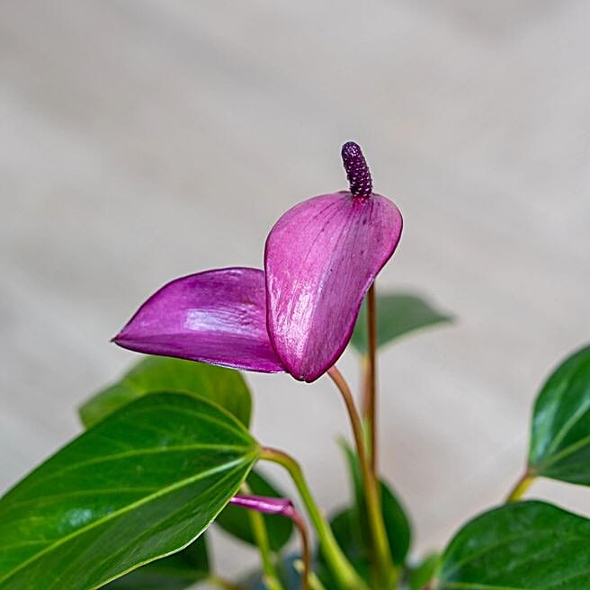 anthurium blue papi Buy Anthurium Blue Papillilaminum Online  HappiestPlants