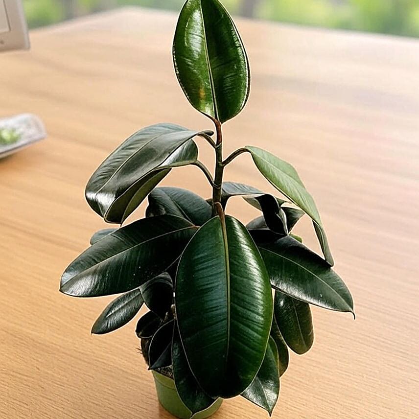 Glossy Burgundy Ficus Plant 6 inches