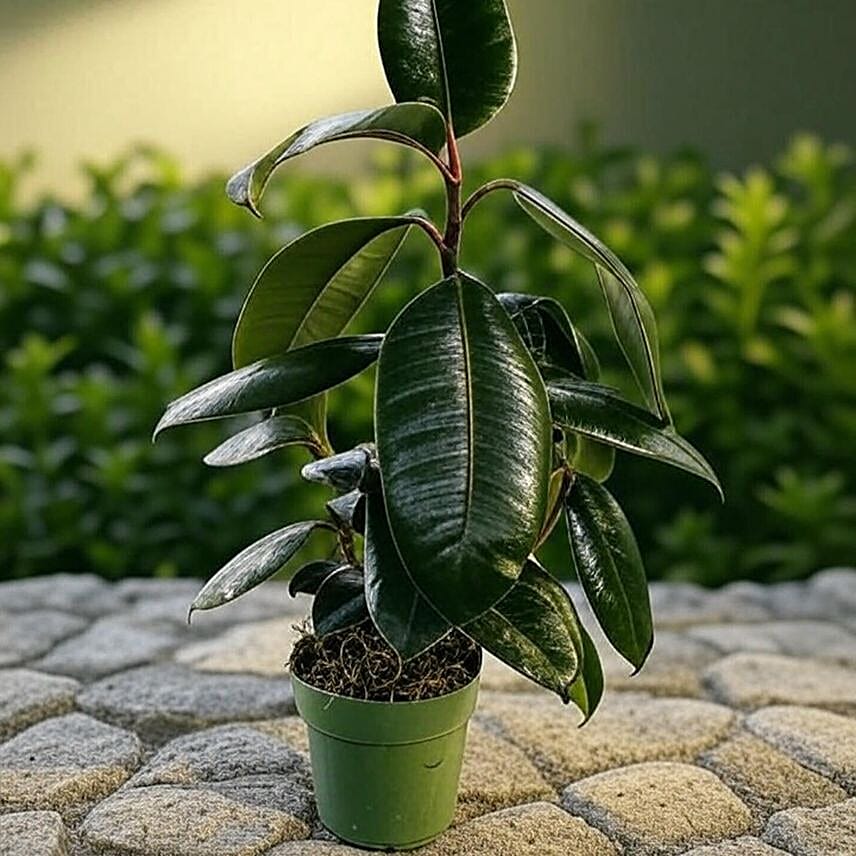 Glossy Burgundy Ficus Plant 6 inches