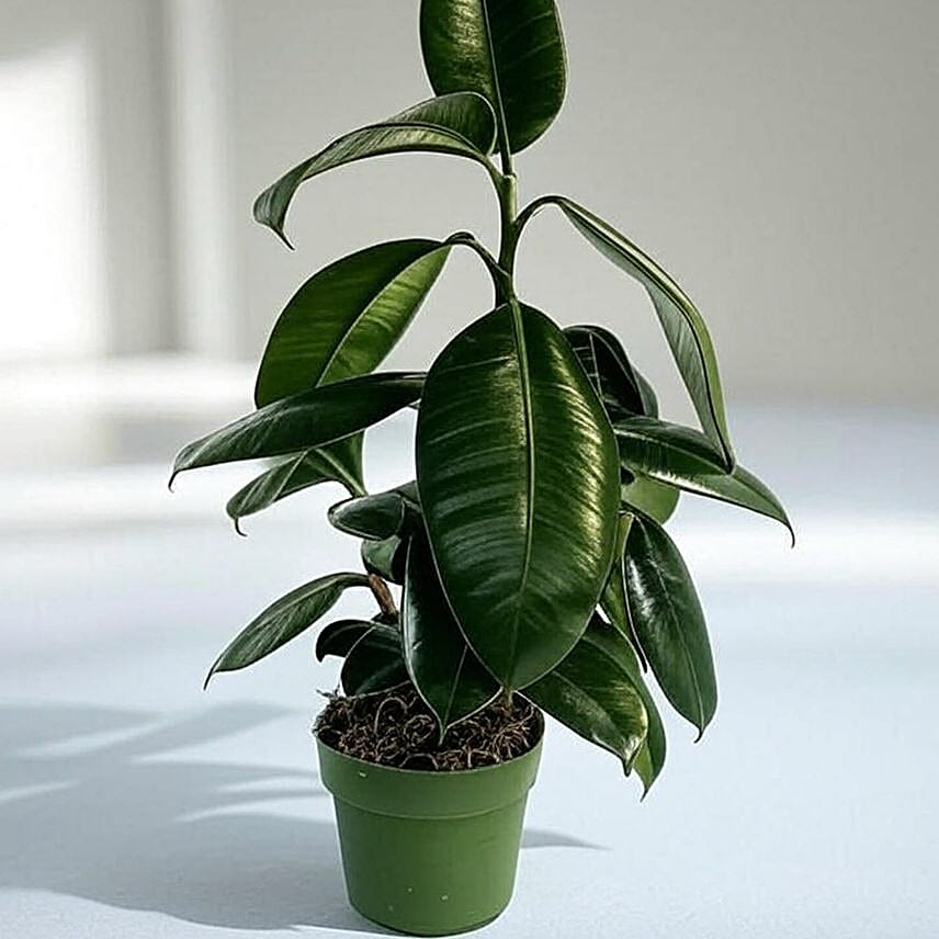 Glossy Burgundy Ficus Plant 6 inches