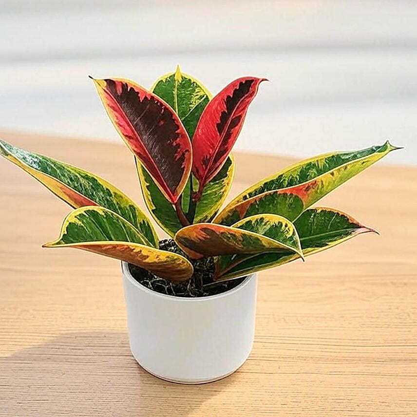 Glossy Burgundy Ficus Plant 6 inches