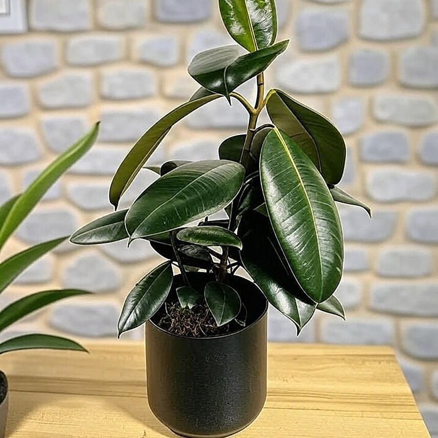 Glossy Burgundy Ficus Plant in Black Pot 6 inches