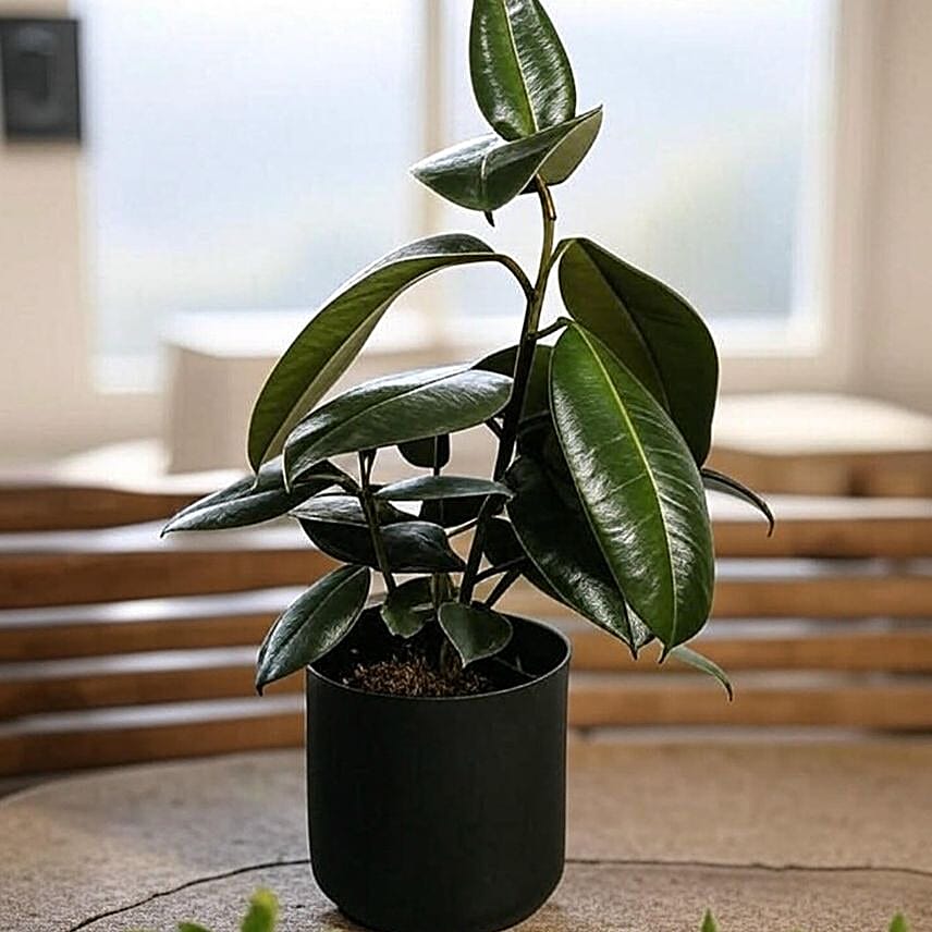 Glossy Burgundy Ficus Plant in Black Pot 6 inches