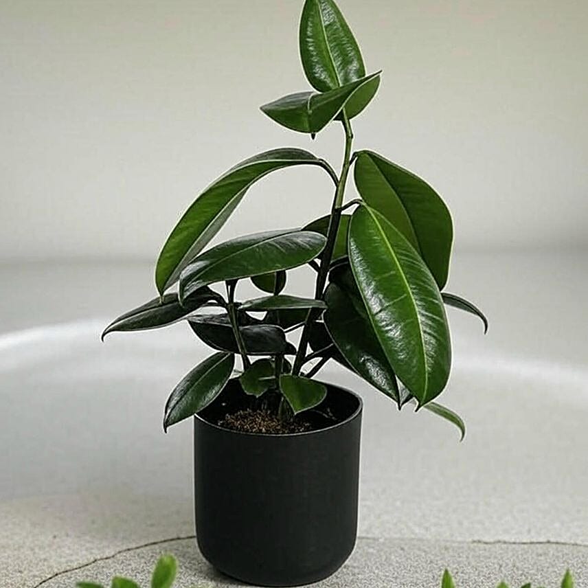 Glossy Burgundy Ficus Plant in Black Pot 6 inches