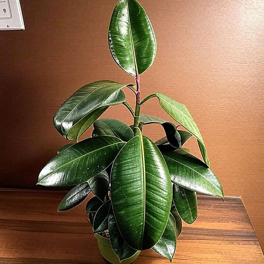 Glossy Burgundy Ficus Plant in Black Pot 6 inches