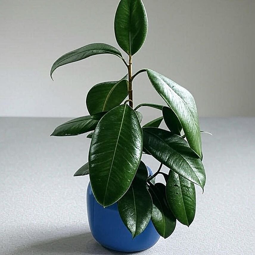 Glossy Burgundy Ficus Plant in Blue Pot 6 inches