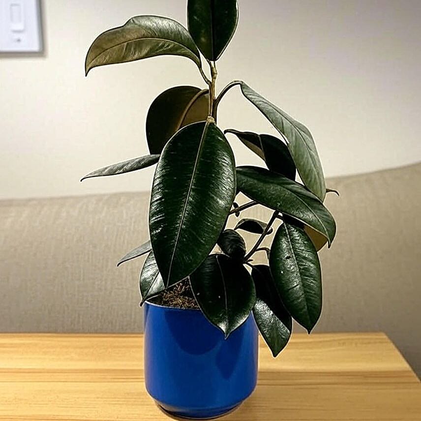 Glossy Burgundy Ficus Plant in Blue Pot 6 inches