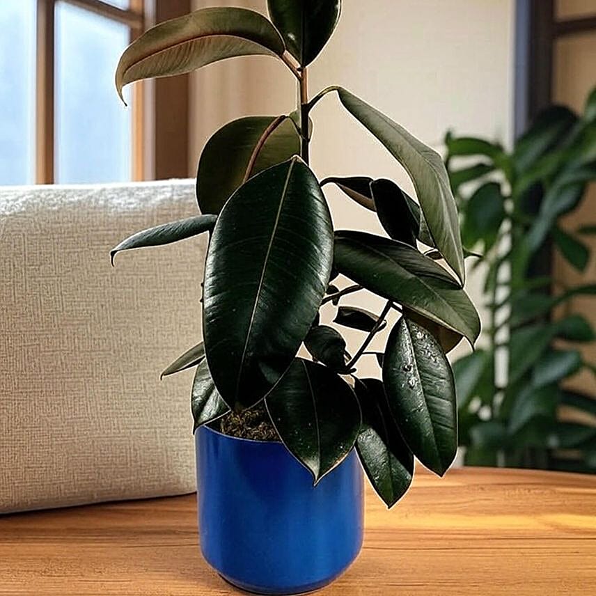 Glossy Burgundy Ficus Plant in Blue Pot 6 inches