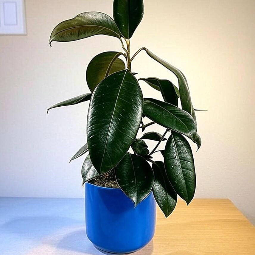 Glossy Burgundy Ficus Plant in Blue Pot 6 inches