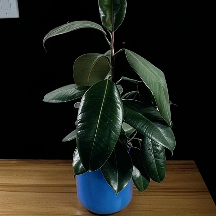Glossy Burgundy Ficus Plant in Blue Pot 6 inches