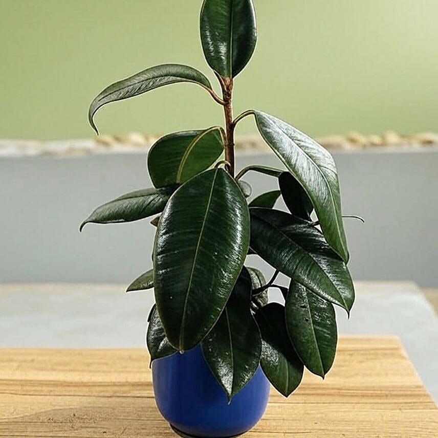 Glossy Burgundy Ficus Plant in Blue Pot 6 inches