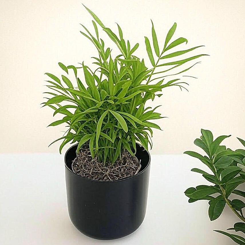 Parlor Palm Tabletop Gift in Black Pot