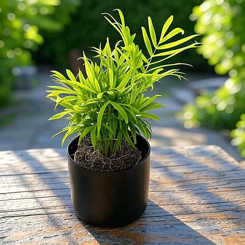 Parlor Palm Tabletop Gift in Black Pot