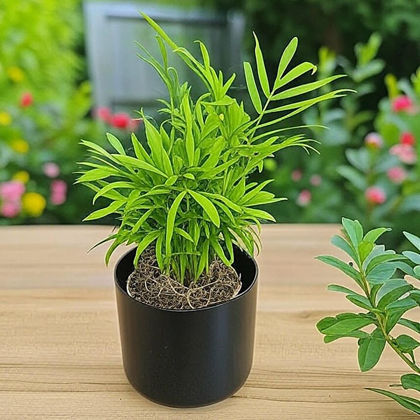 Parlor Palm Tabletop Gift in Black Pot