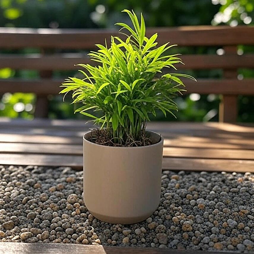 Parlor Palm Tabletop Gift in Grey Pot