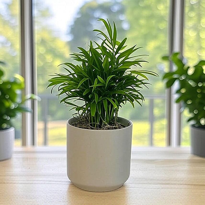 Parlor Palm Tabletop Gift in Grey Pot