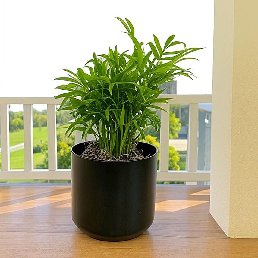 Parlor Palm Tabletop Gift in Grey Pot