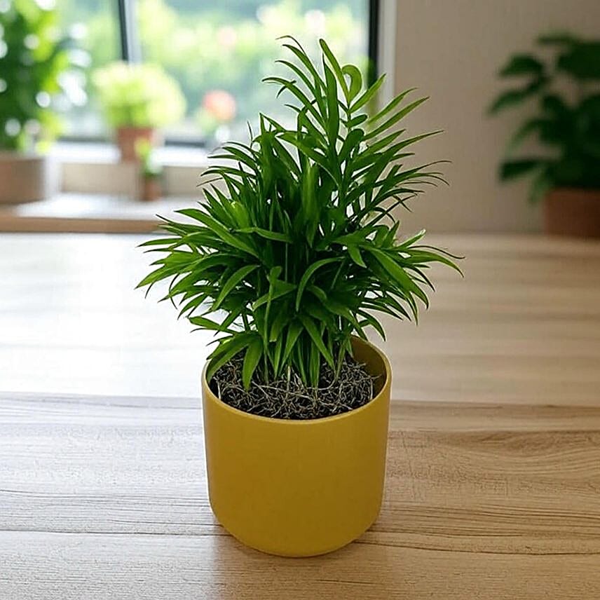 Parlor Palm Tabletop Gift in Ochre Pot