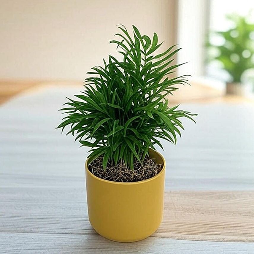 Parlor Palm Tabletop Gift in Ochre Pot
