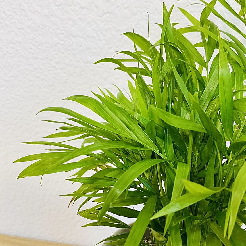 Parlor Palm Tabletop Gift in Ochre Pot