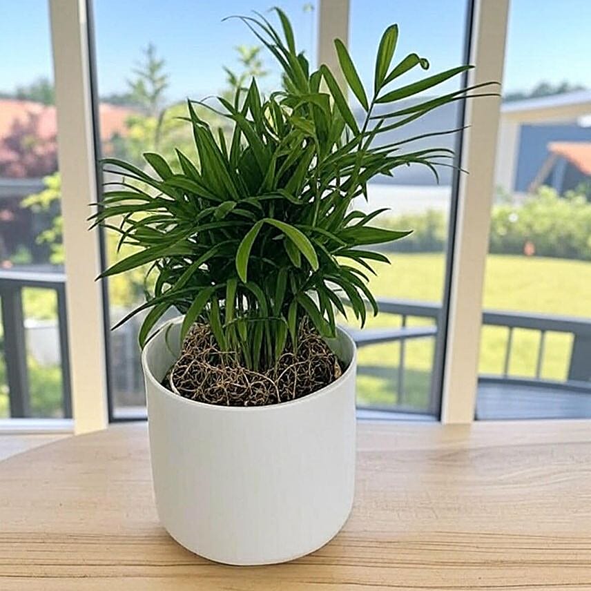 Parlor Palm Tabletop Gift in White Pot