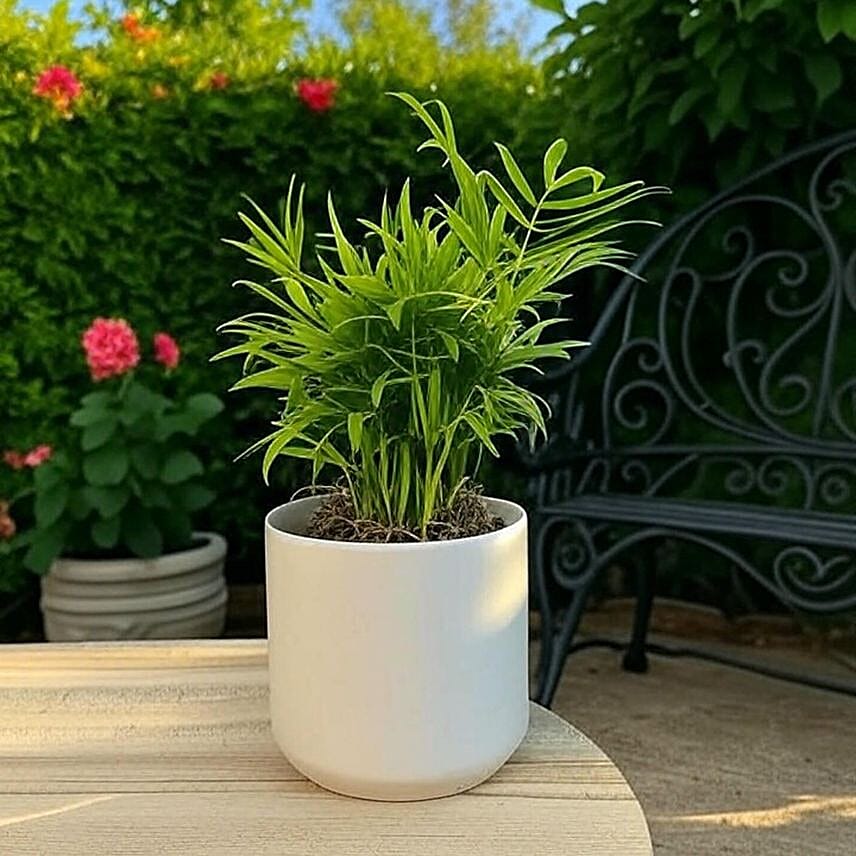 Parlor Palm Tabletop Gift in White Pot