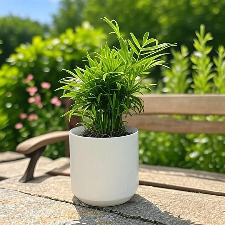 Parlor Palm Tabletop Gift in White Pot