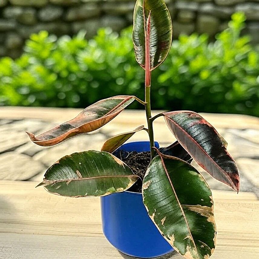 Vibrant Ficus Elastica Ruby Pink in Blue Pot 6 inches